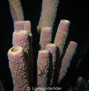 Nite Sponges by Lisa Hinderlider 
